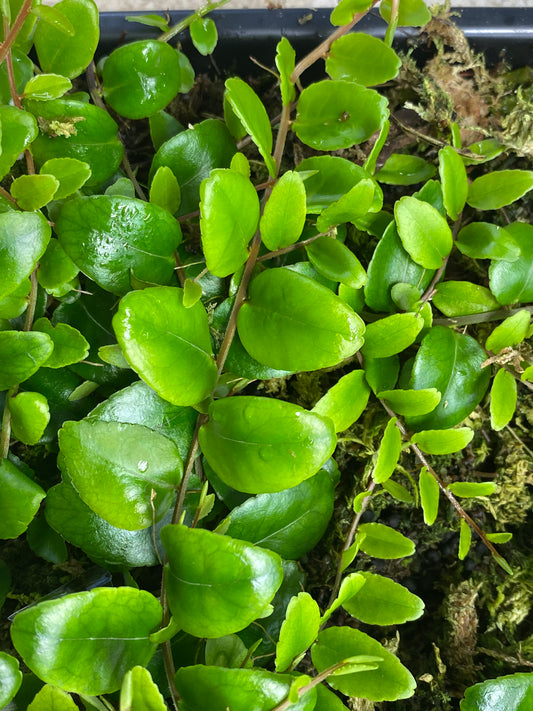 Marcgravia polyantha