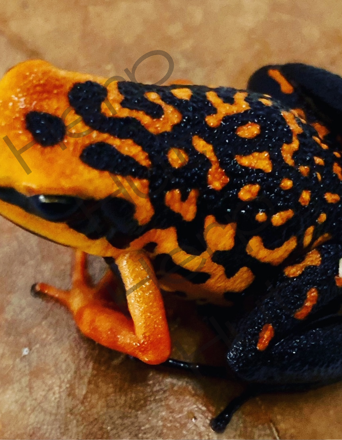 Ammerega Silvertonei