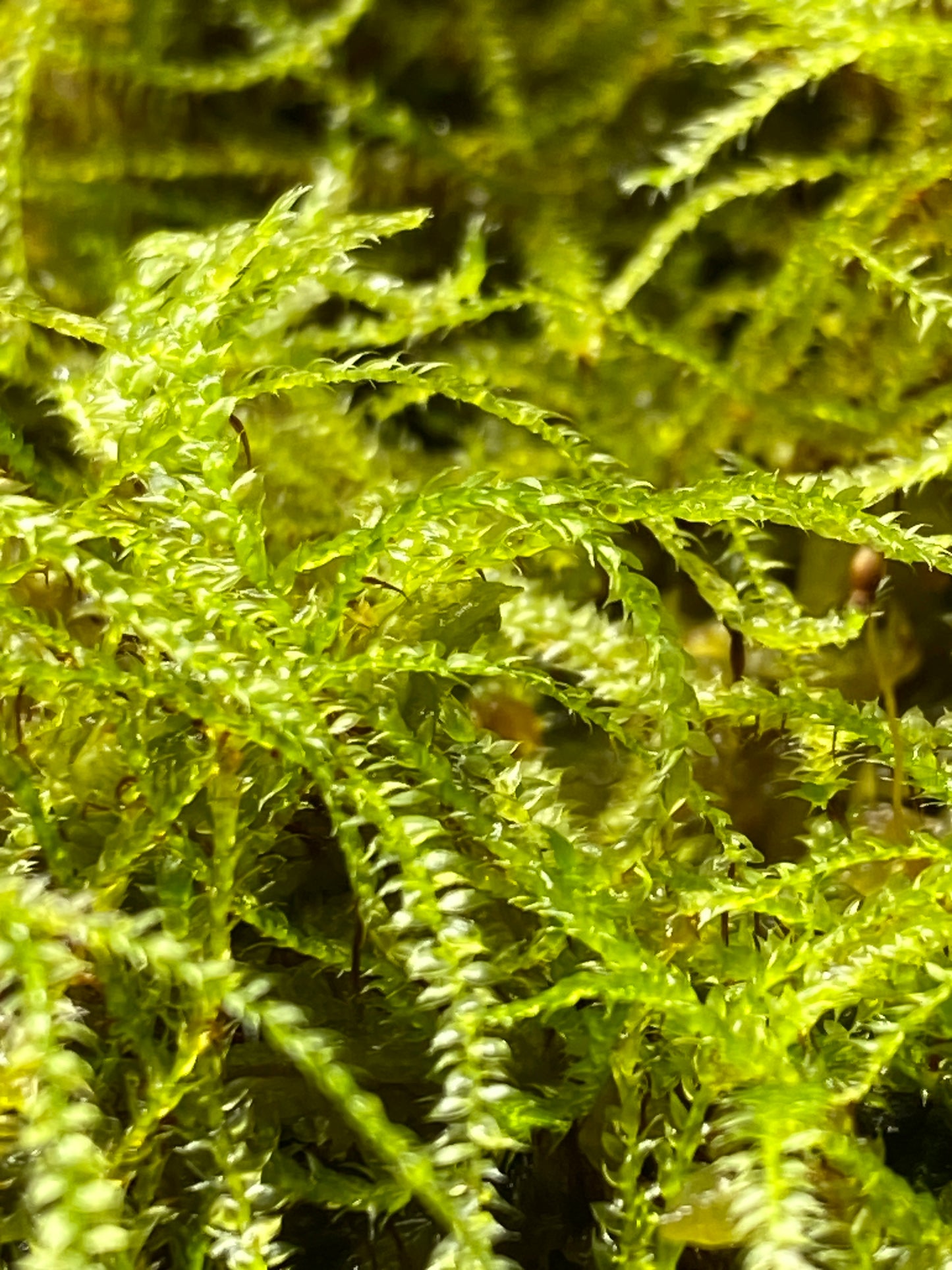 Tropical Carpet Moss