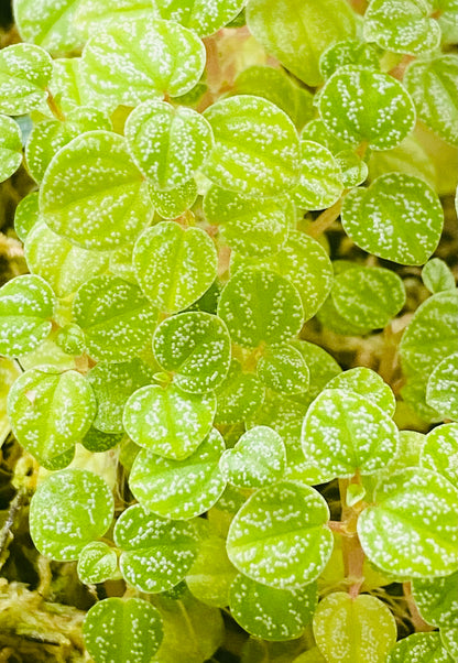 Peperomia Antoniana "Green"