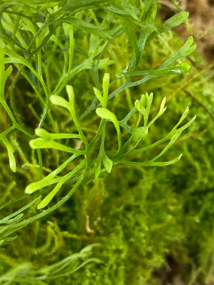 Elaphoglossum Peltatum "Type 2"