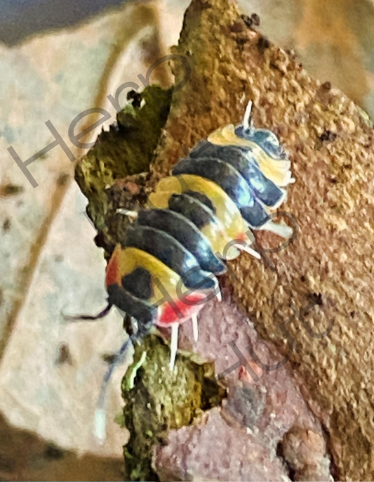 Merulanella Tricolor Isopods
