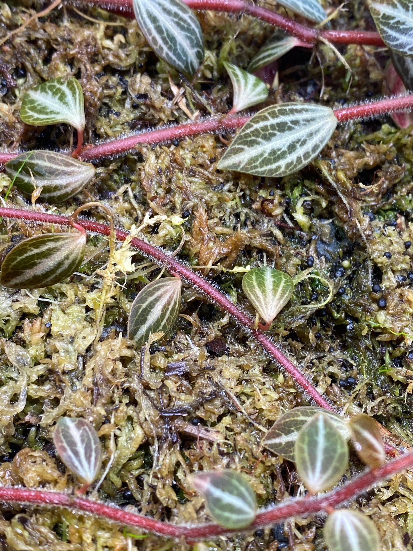 Peperomia aff Bicolor Ecuador