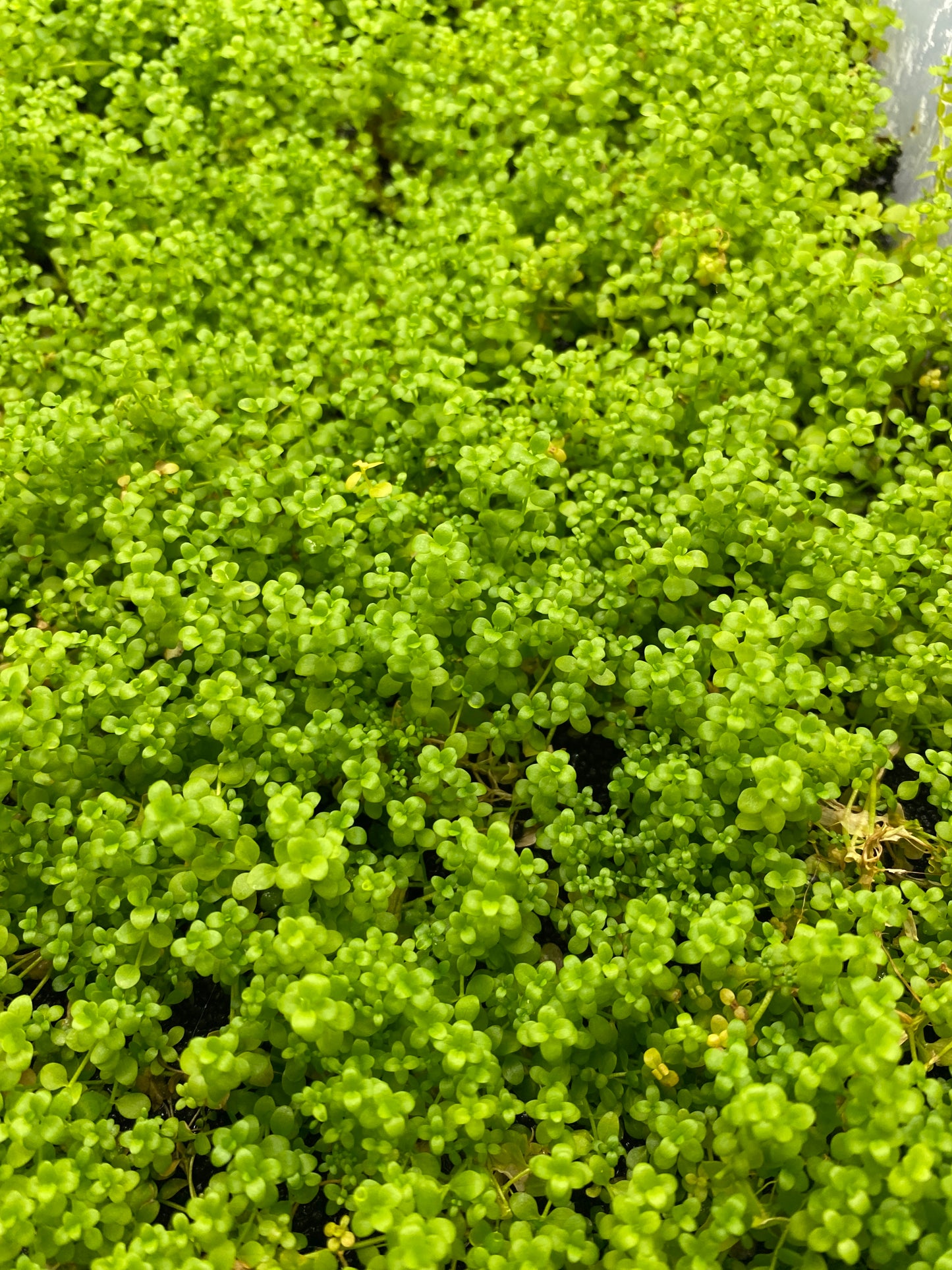 Micranthemum monte carlo