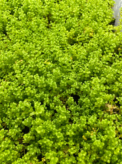 Micranthemum monte carlo