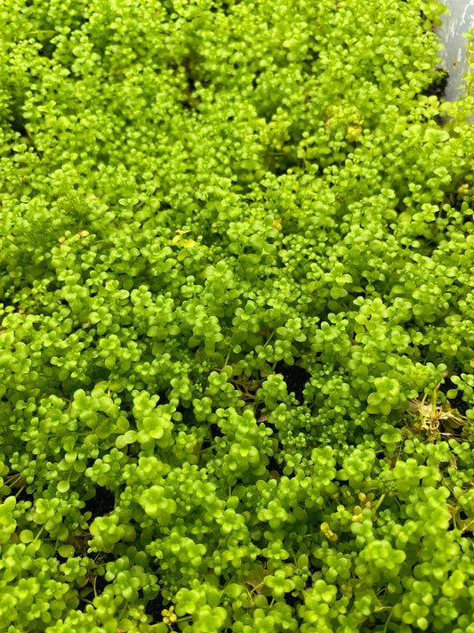 Micranthemum monte carlo