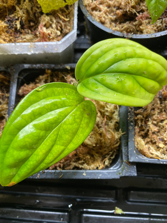 Monstera karstenianum (Monstera Peru)