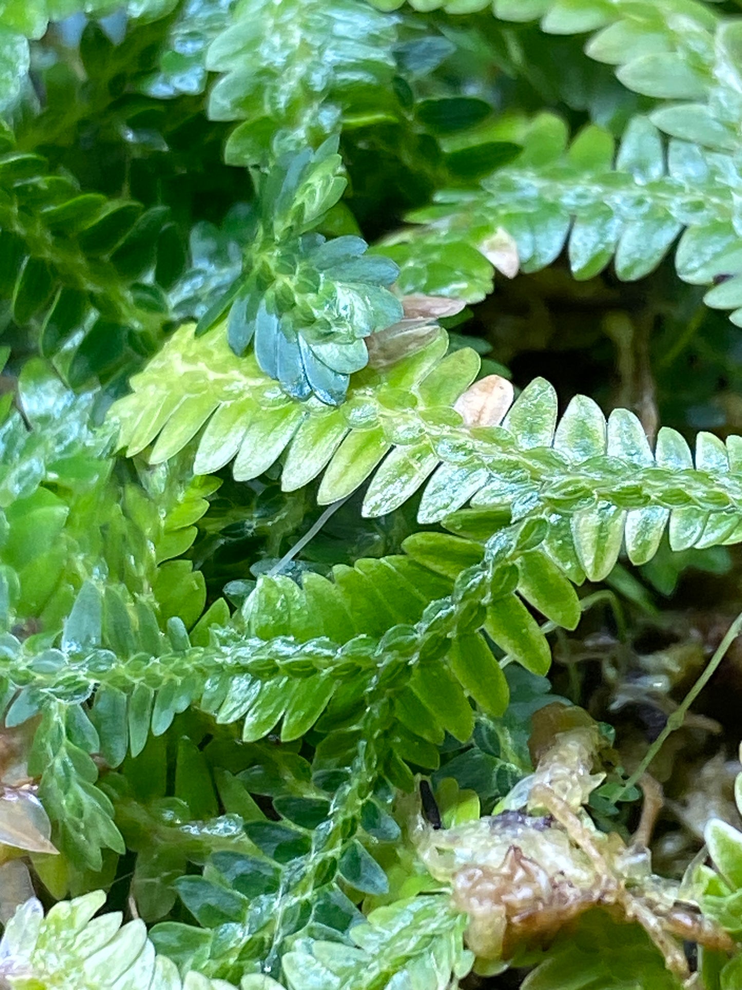 Selaginella sp. "Tarapoto" (Club Moss)