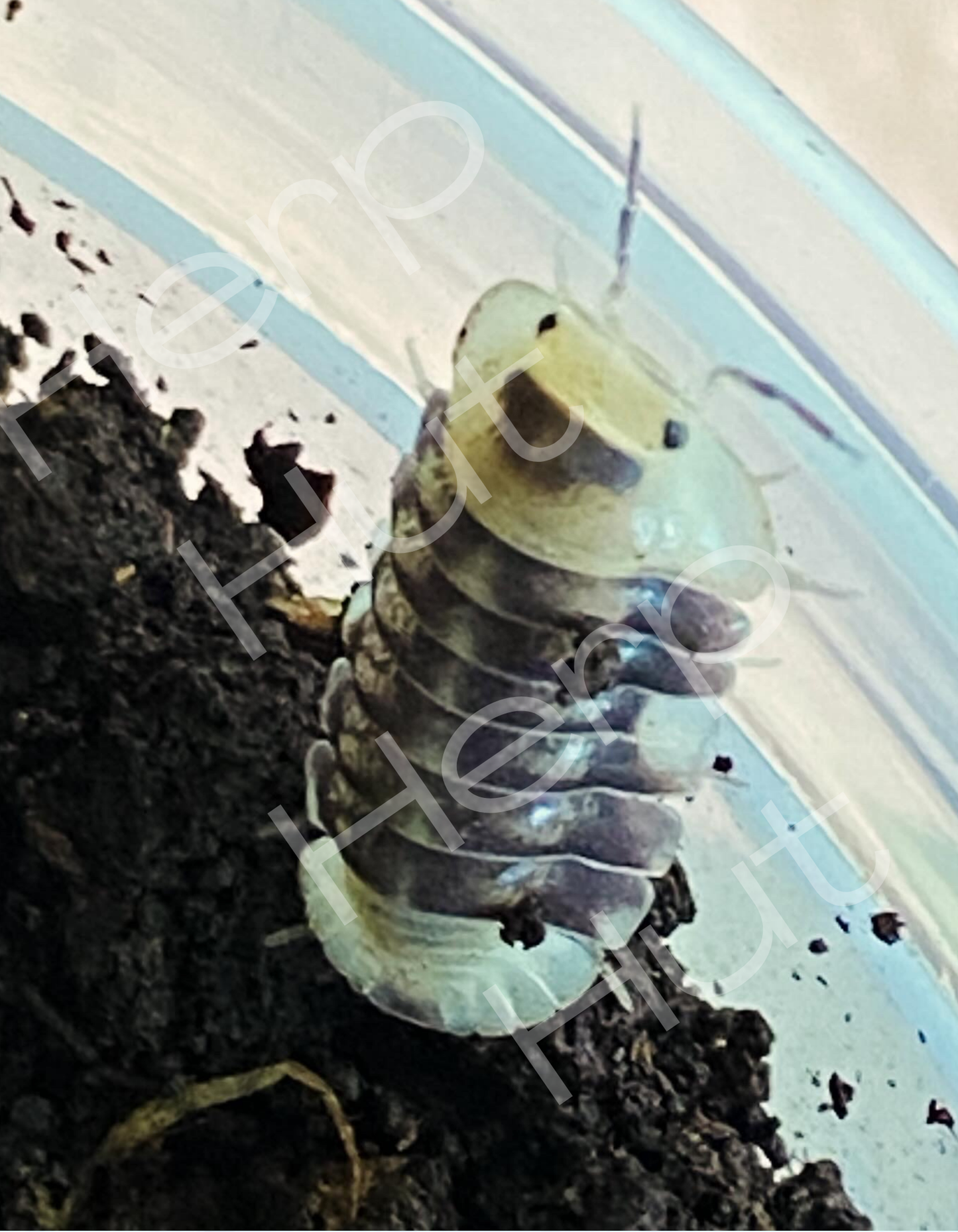 White Ducky (Cubaris) Isopods