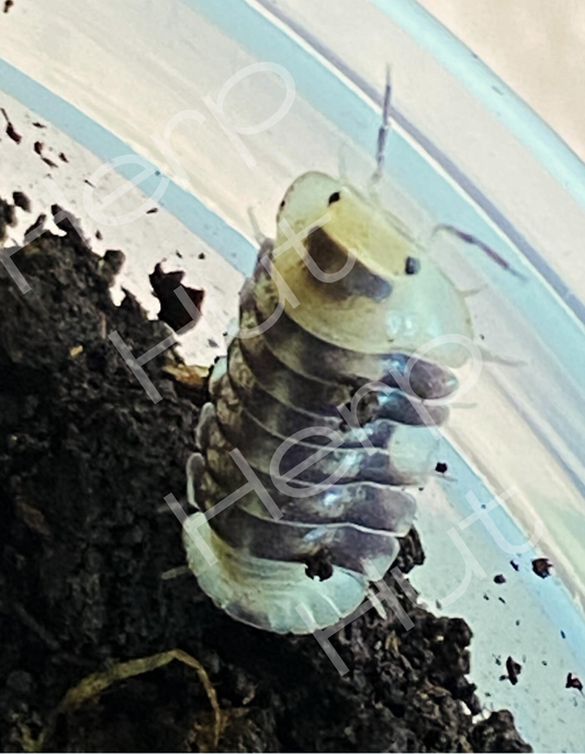 White Ducky (Cubaris) Isopods
