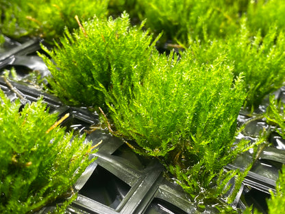 Taxiphyllum "Flame Moss"