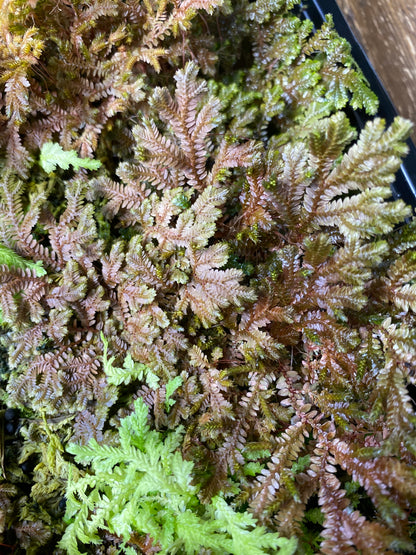 Selaginella sp. "Tarapoto Dark" (Club Moss)