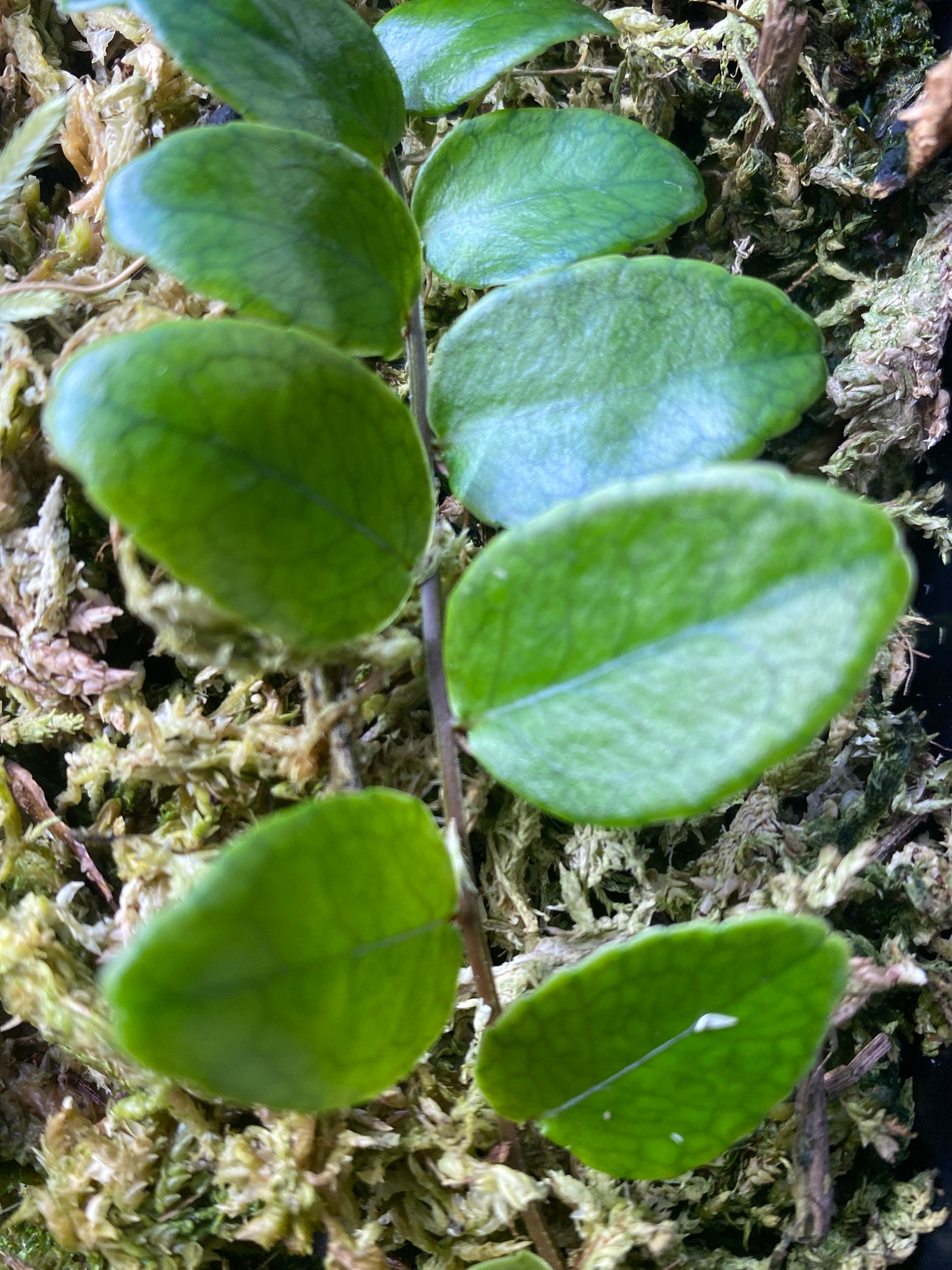 Marcgravia polyantha