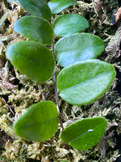 Marcgravia polyantha