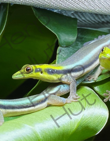 Neon Day Gecko ( Phelsuma klemmeri)