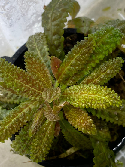 Nautilocalyx pemphidius