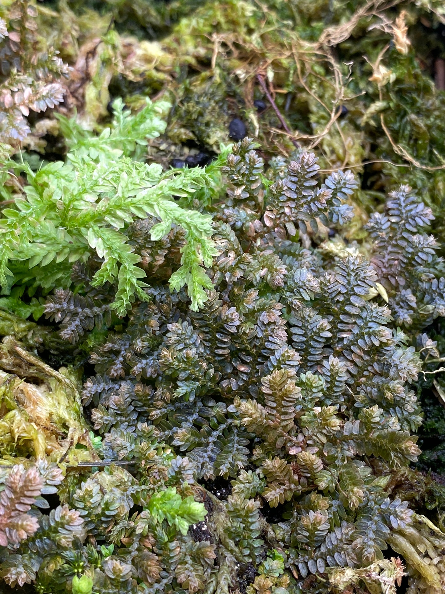 Selaginella sp. "Tarapoto Dark" (Club Moss)