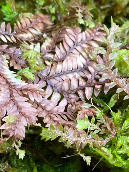 Selaginella sp. "Bronze" (Club Moss)