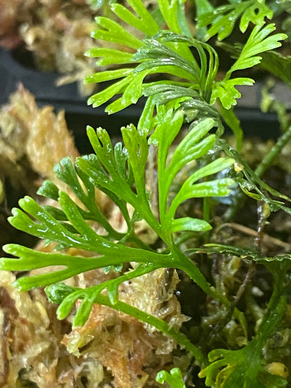 Elaphoglossum Peltatum "type 1"