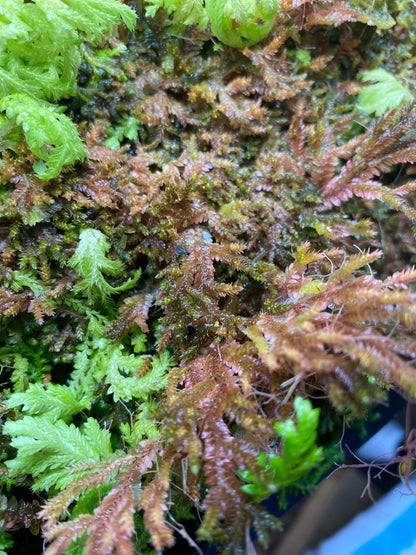 Selaginella sp. "Tarapoto Dark" (Club Moss)