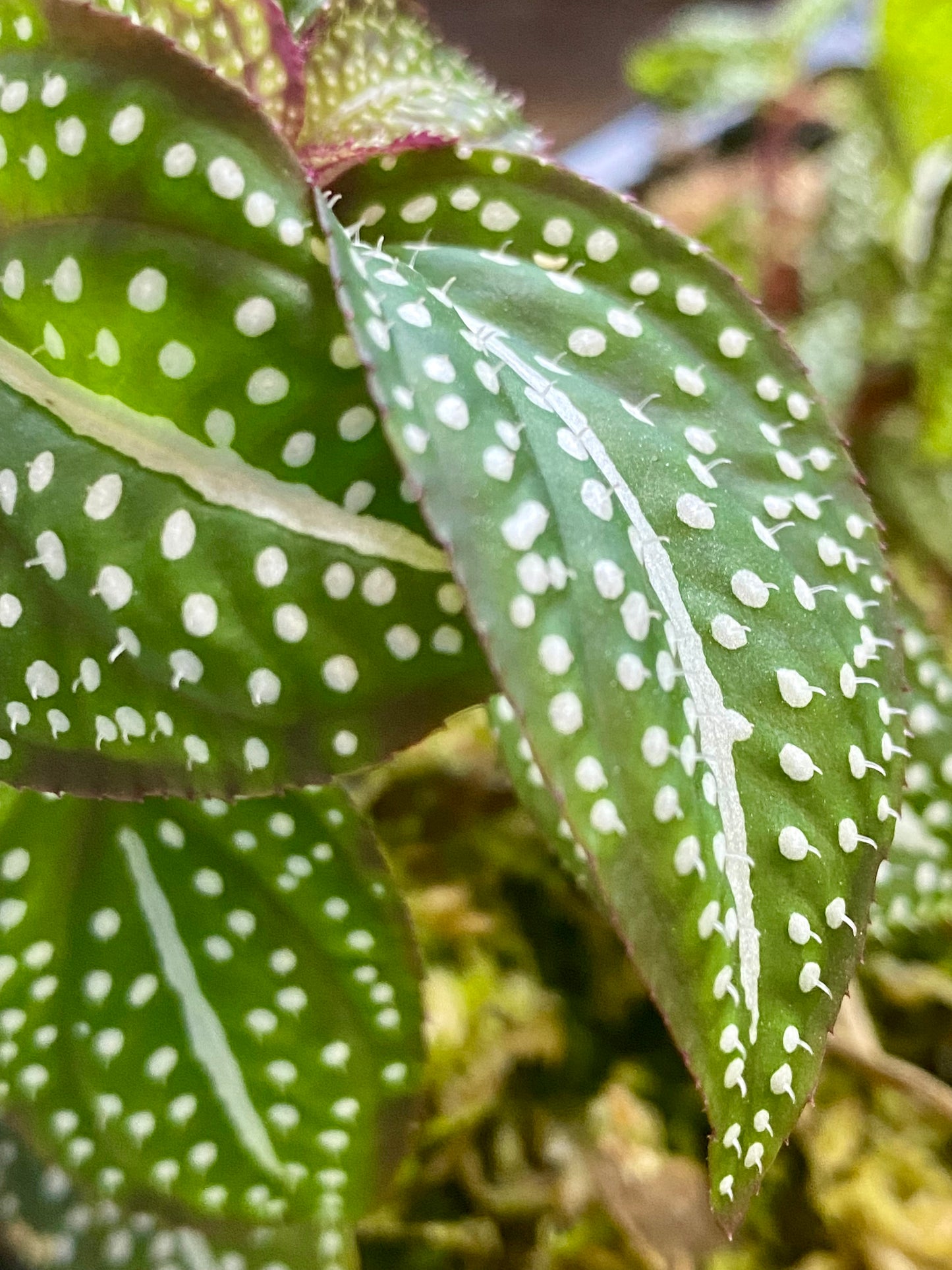 Soneralia sp. (white spots)