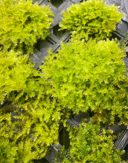 Vesicularia montagnei "Christmas Moss"