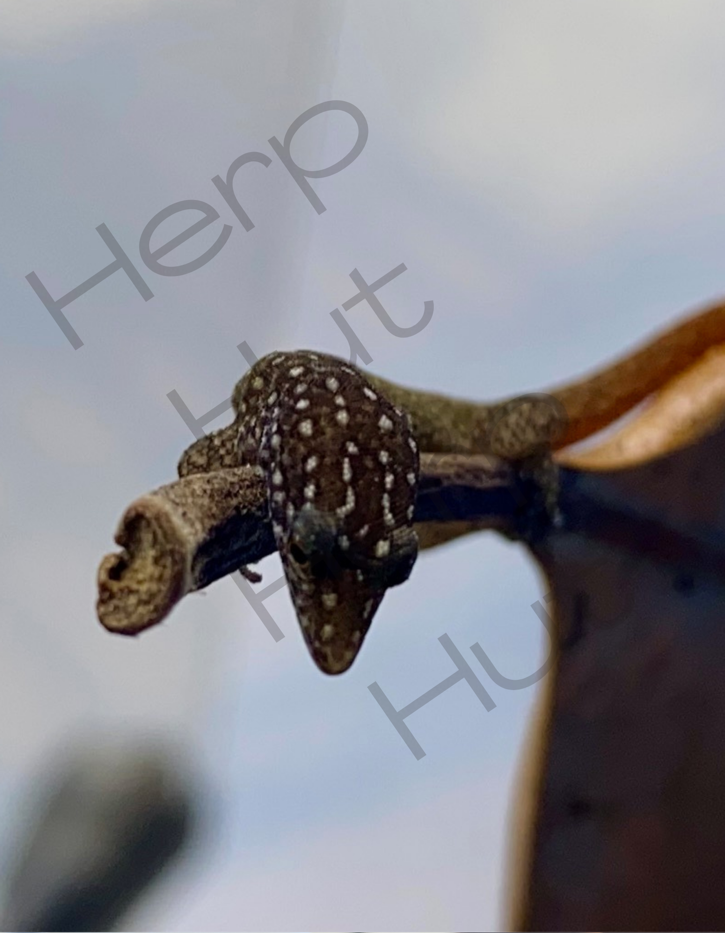 Argus (Sphaerdactylus Argus)