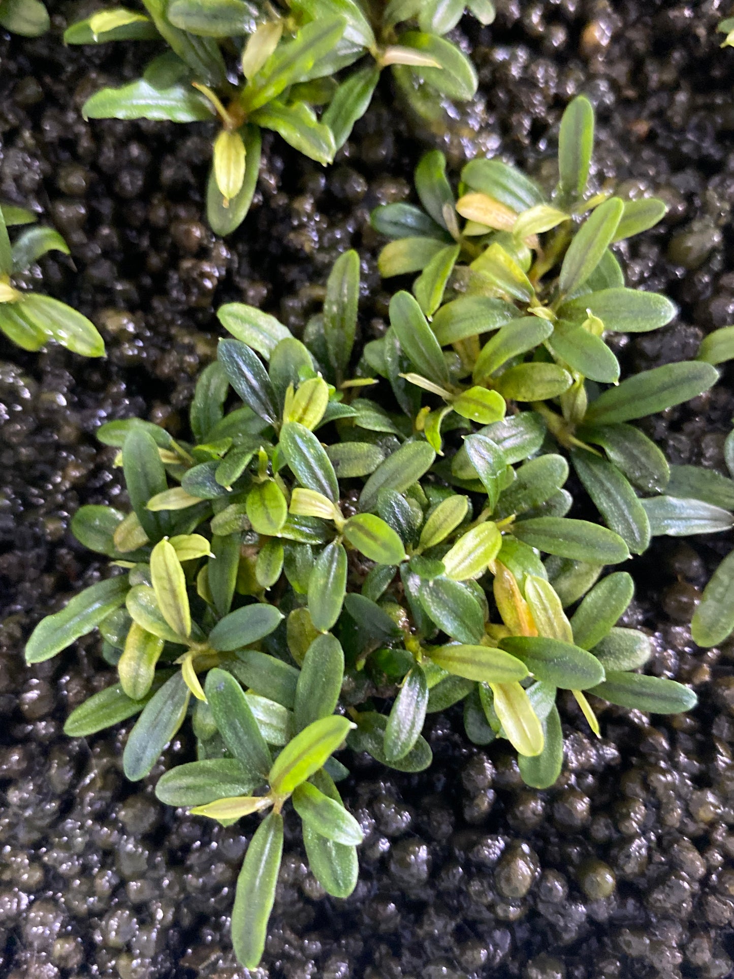 Bucephalanadra sp. “Needle Leaf”