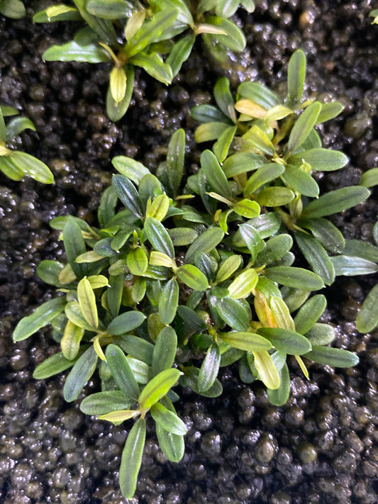 Bucephalanadra sp. “Needle Leaf”