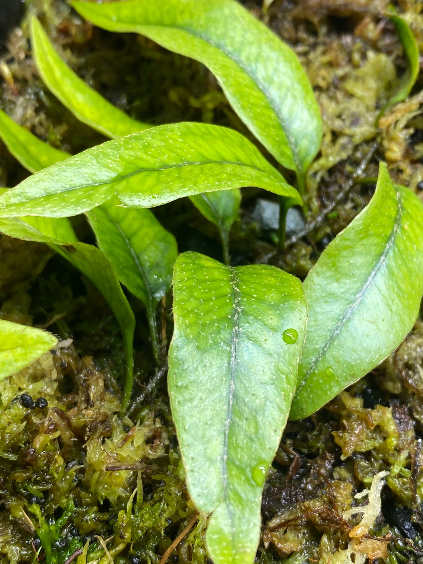 Microgramma aff. piloseloides "Large Form Peru"