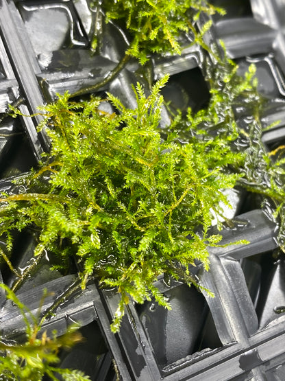 Taxiphyllum barbieri "Bogor Moss" (Java moss)