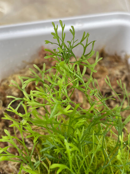 Elaphoglossum Peltatum "Type 2"