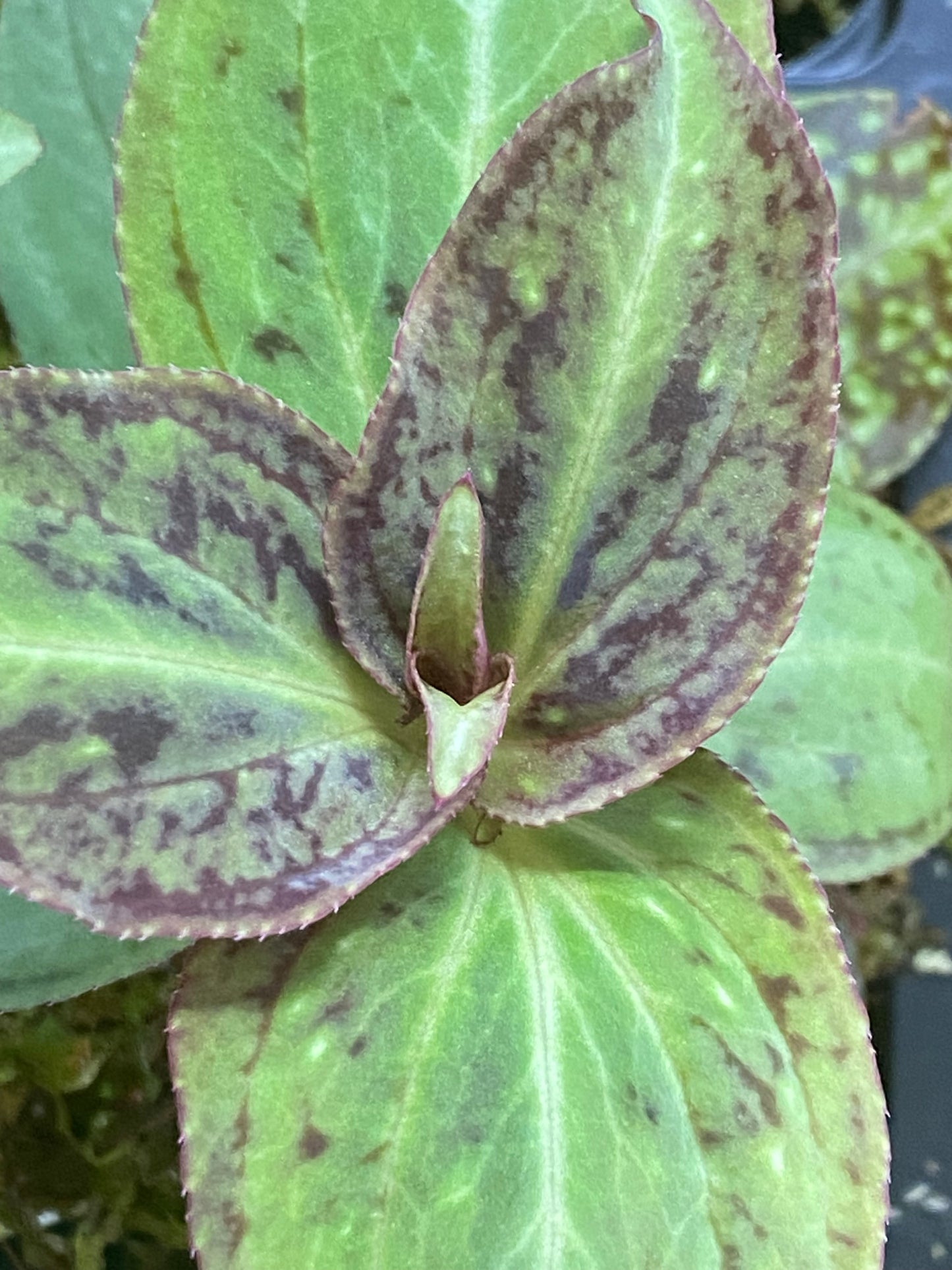 Soneralia Cantonensis