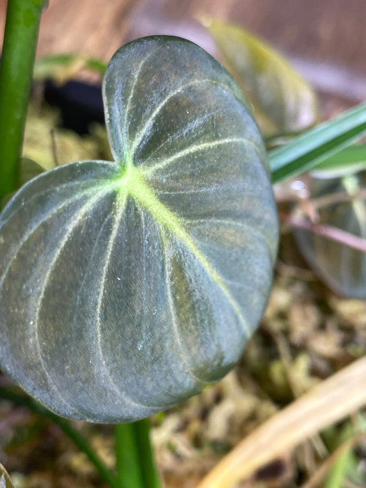 Philodendron melanochrysum