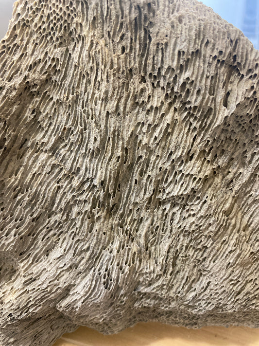 Gray Pumice Rock Hardscape