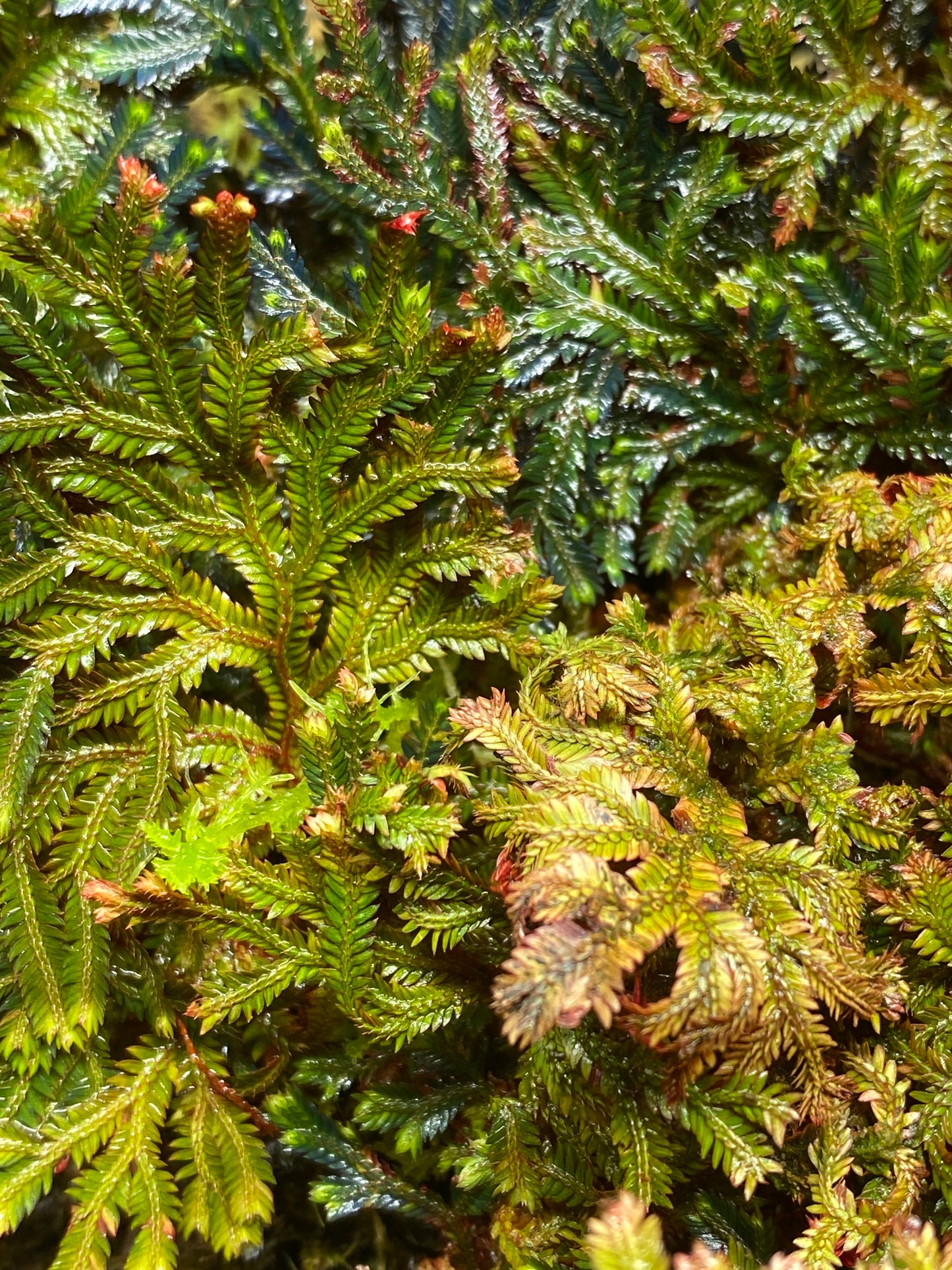 Selaginella  erythropus "Ruby Red"