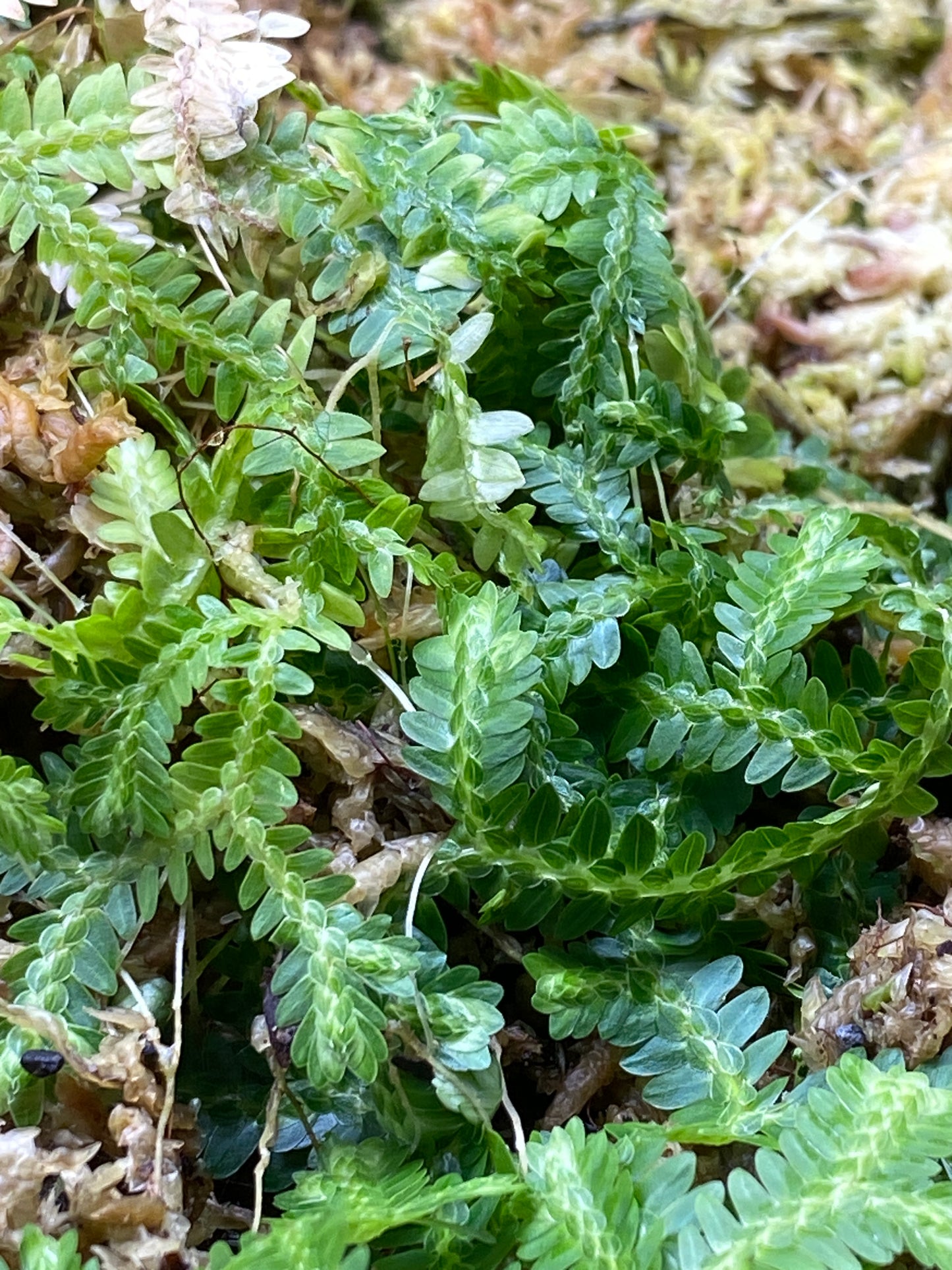 Selaginella sp. "Tarapoto" (Club Moss)