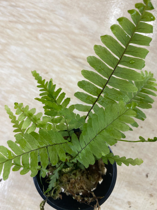 Polypodium sp. Northern Peru