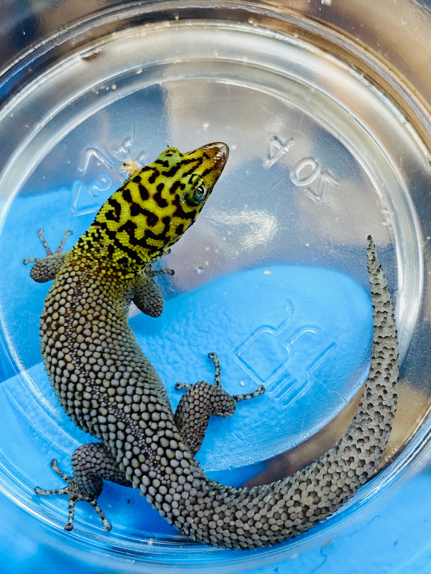 Rosa (Sphaerdactylus Rosaurae "high red")