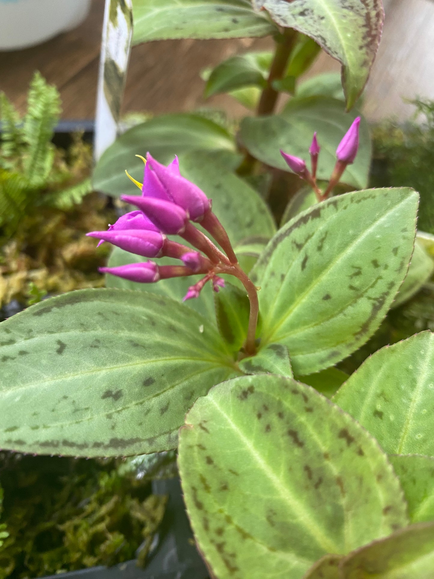 Soneralia Cantonensis