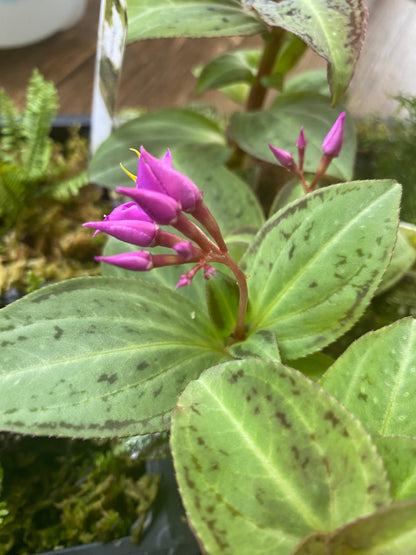 Soneralia Cantonensis