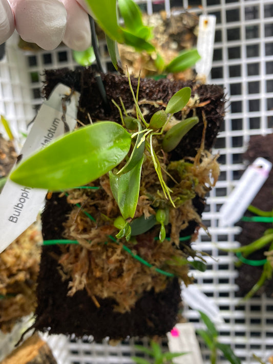 Bulbophyllum pardalotum
