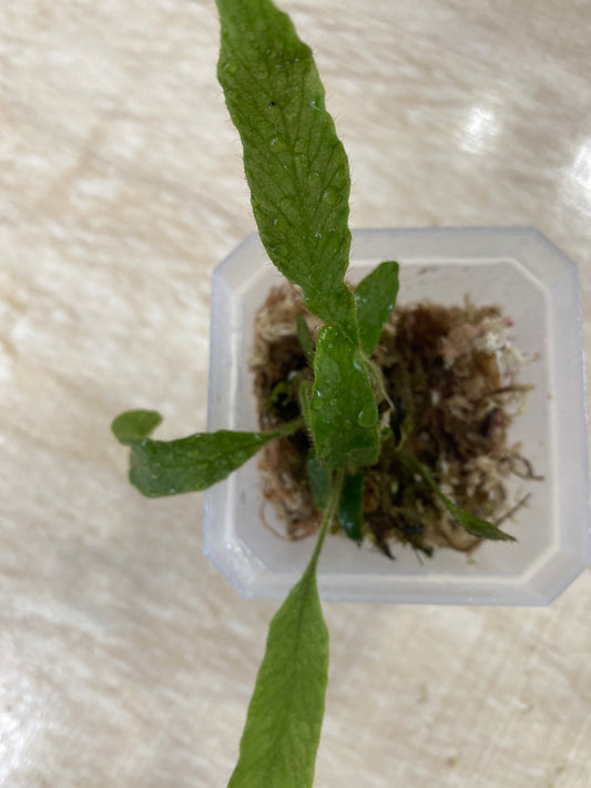 Elaphoglossum aff. crinitum "Central Peru"