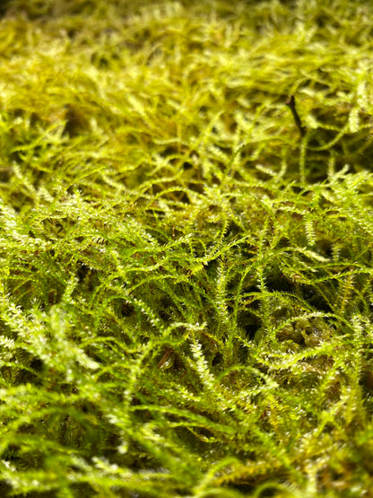 Tropical Carpet Moss