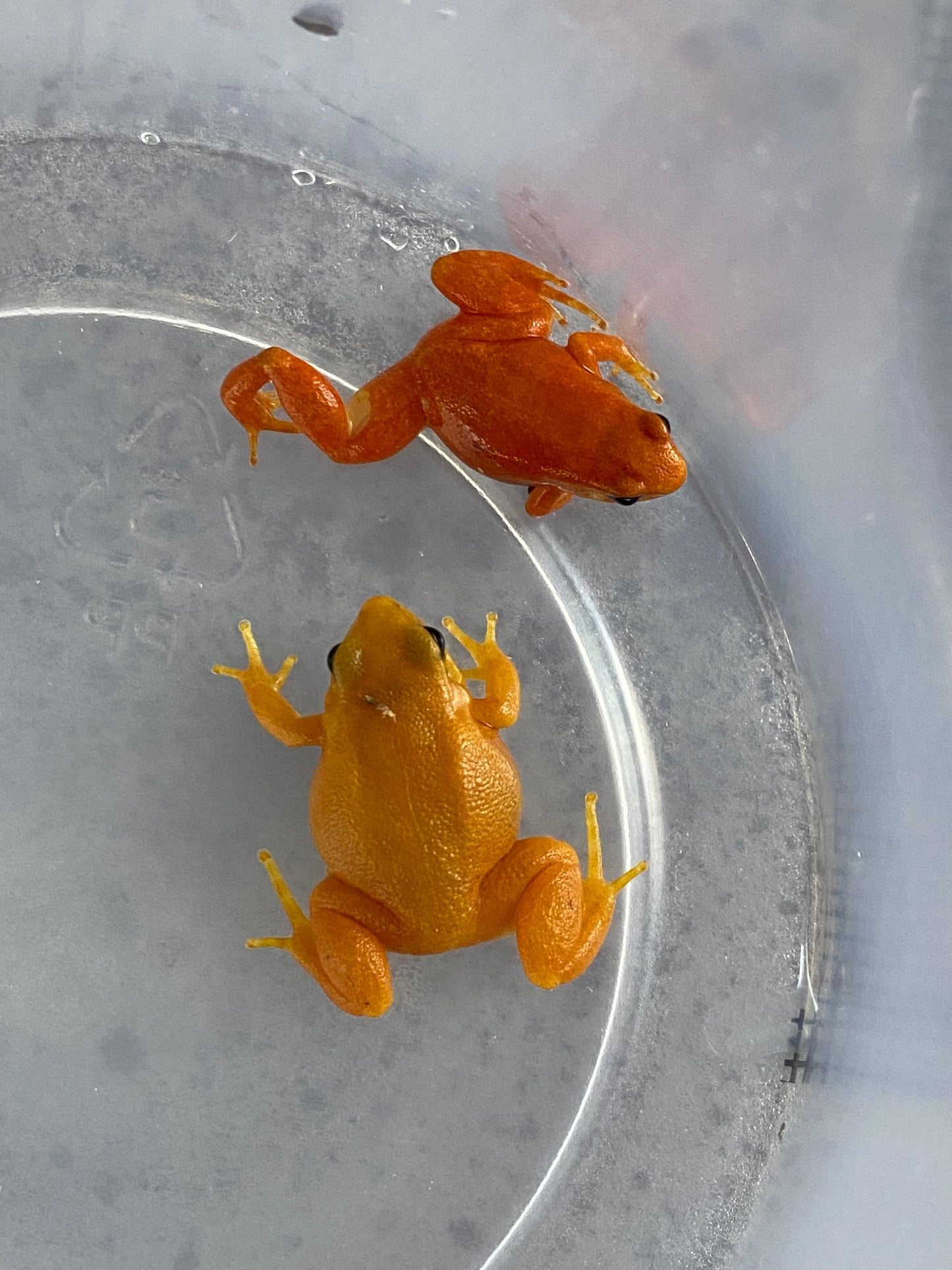 Golden Mantella (Mantella Aurantiaca)