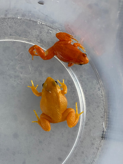 Golden Mantella (Mantella Aurantiaca)