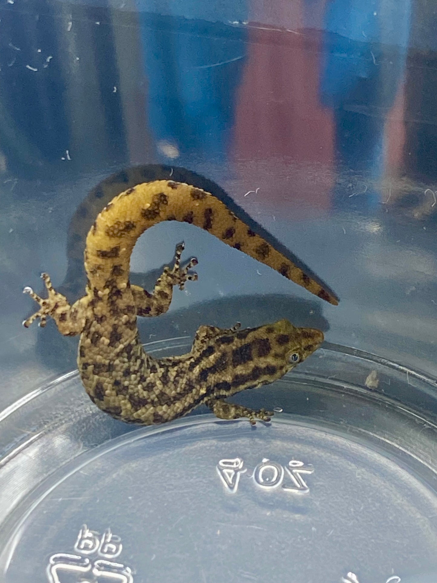 Sphaerodactylus Diffiilus Diolenius