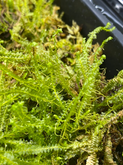 Spoon Leaved Moss-Bryoandersonia illecebra-aprox 4x4” mat
