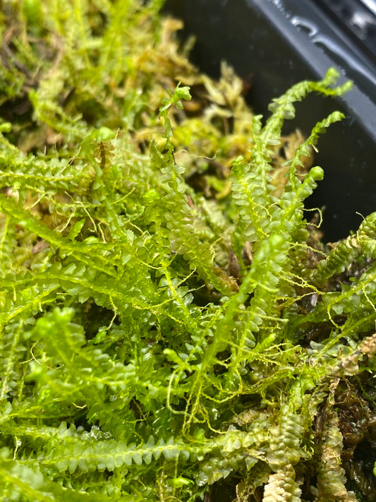 Spoon Leaved Moss-Bryoandersonia illecebra