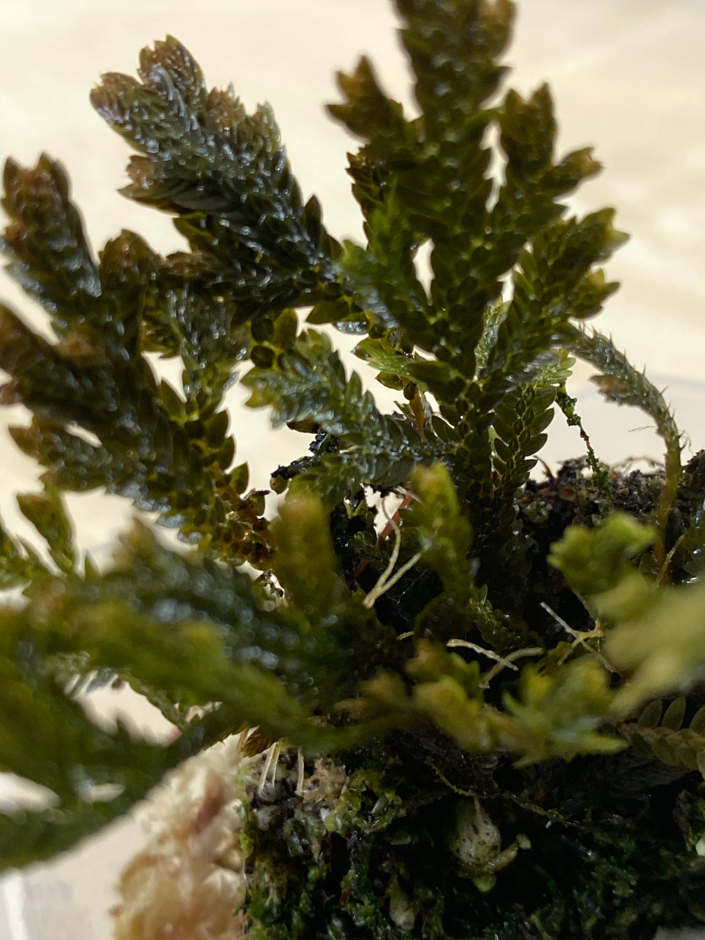 Selaginella copper top